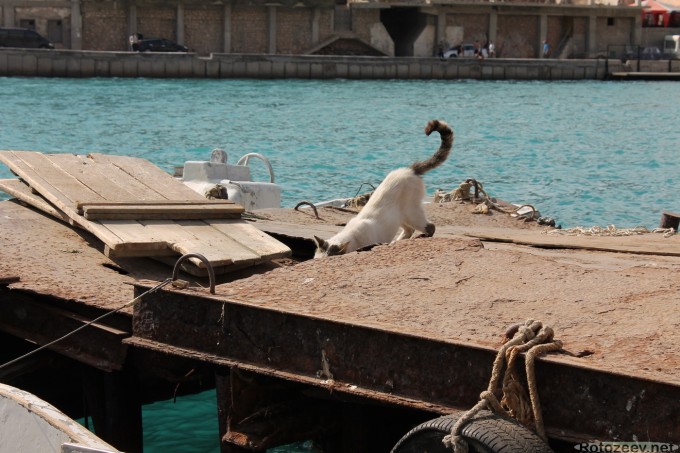 Кот в Балаклаве