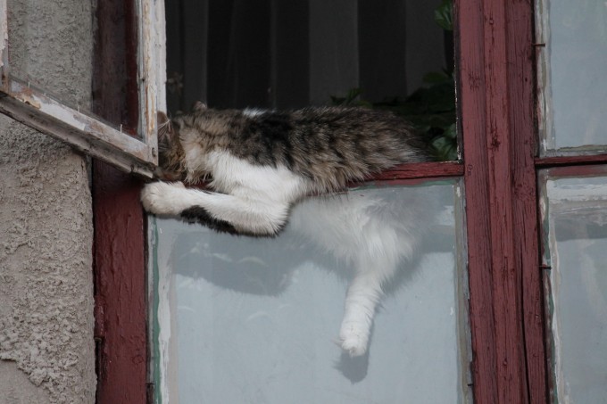 Коты в Харькове