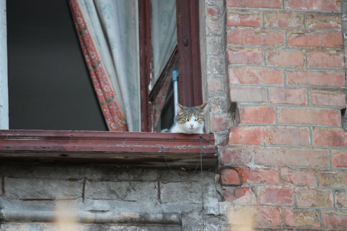 Коты в Харькове