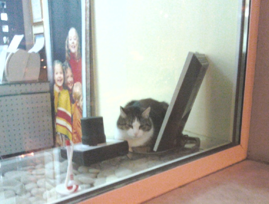  кот в витрине 