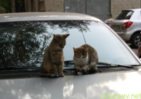 Коты на капоте машины