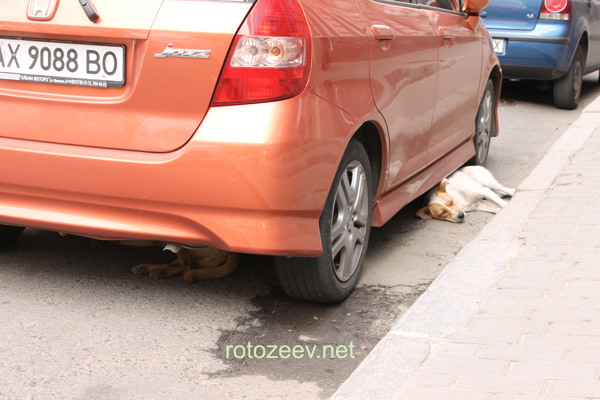 Собаки на улице под машиной