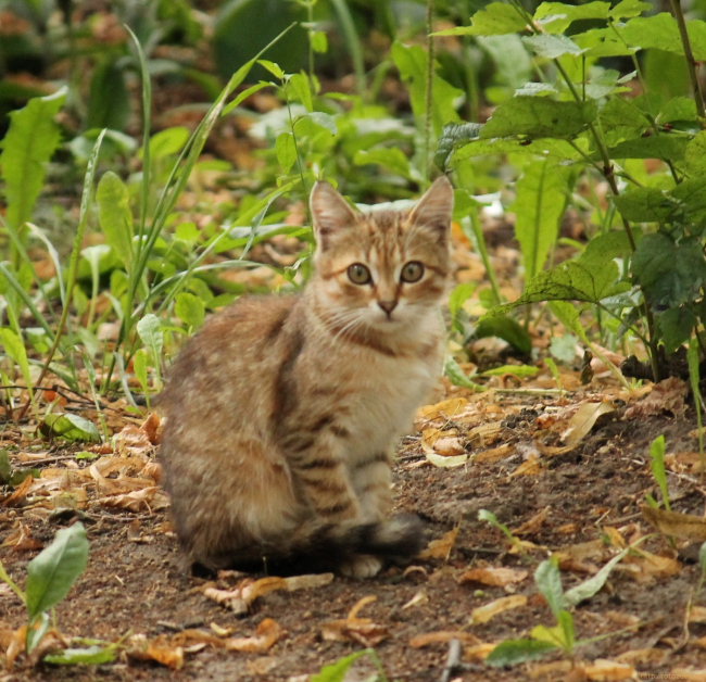 dvor_cats_1