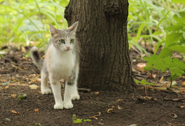 dvor_cats_2