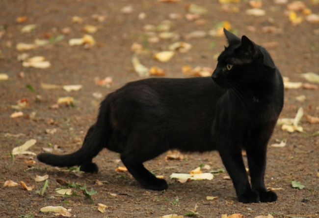 dvor_cats_3