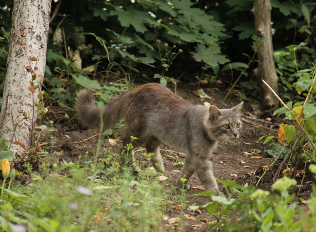 dvor_cats_4