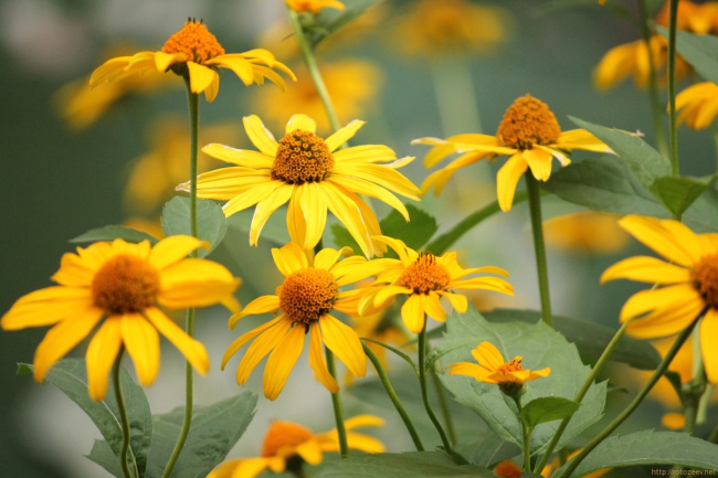 flowers_dvor