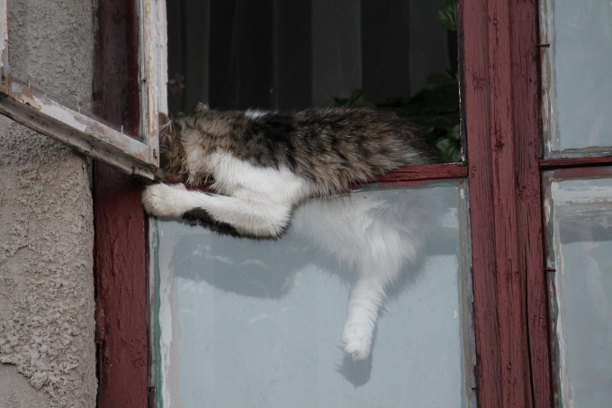 Коты в Харькове
