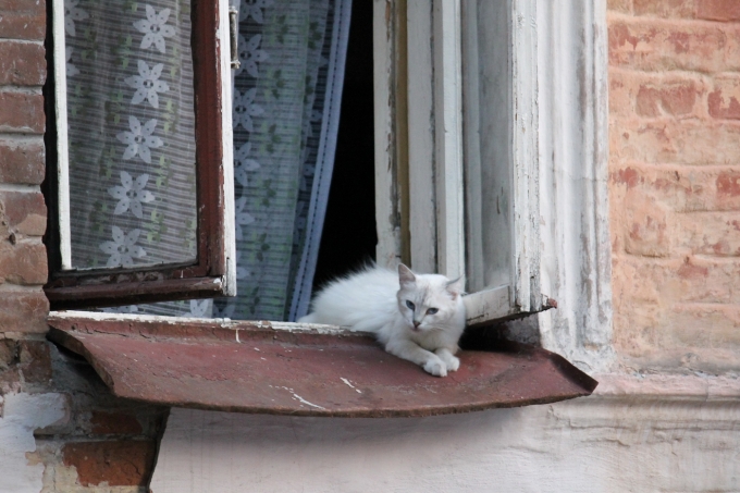 Коты в Харькове
