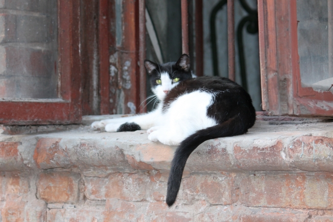 Коты в Харькове