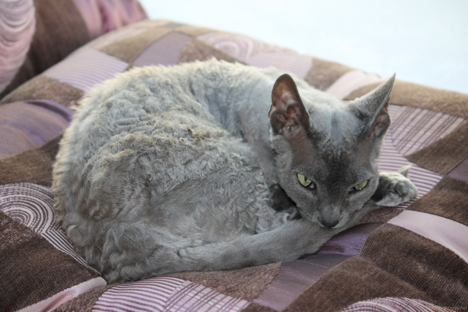 Kitty Cafe в Харькове
