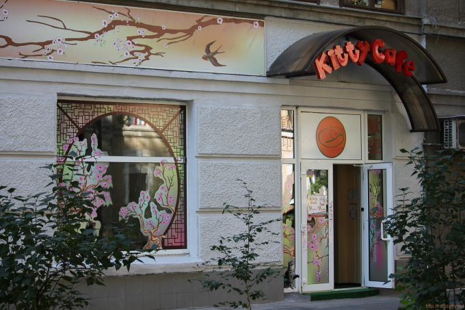 Kitty Cafe в Харькове