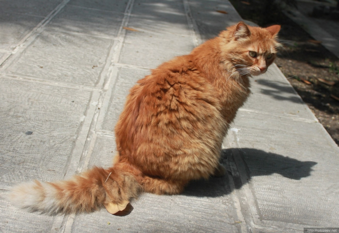 Кот Гарфилд из резиденции Константинопольского Патриарха