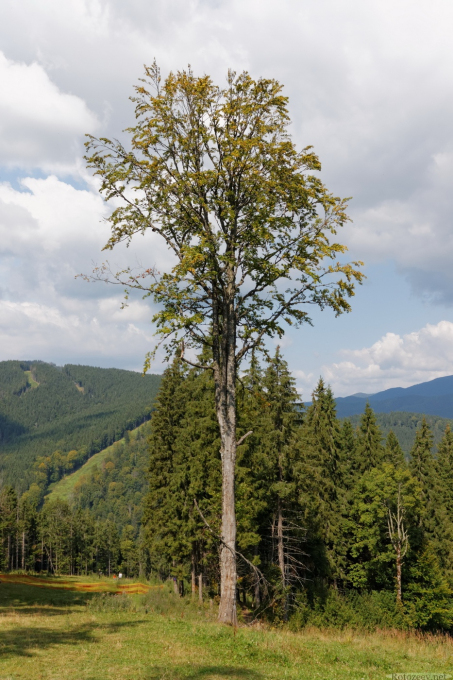 В горах Буковеля