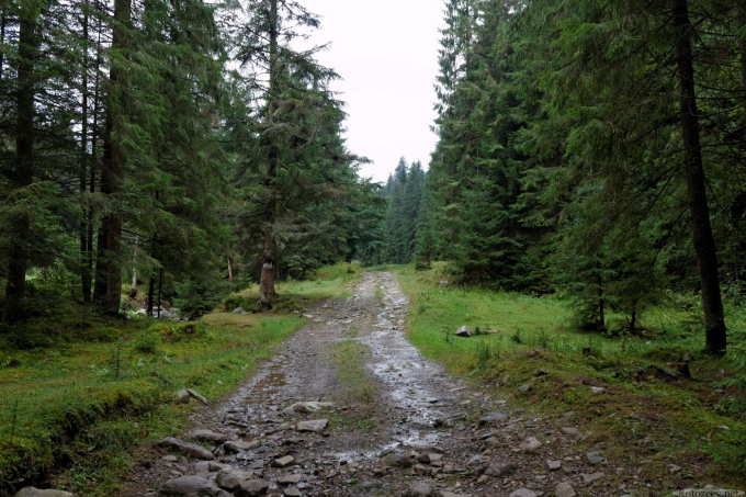 дорога у лісі (Яблуницьке ПНДВ)