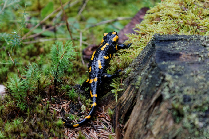 Огненная саламандра в Карпатах