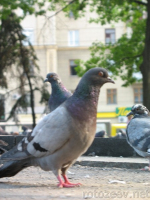 Фото голубей