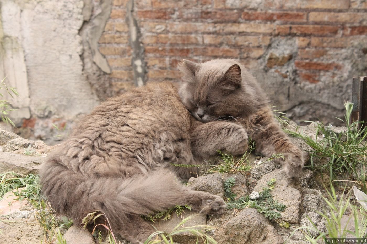 Рим, площадь Torre Argentina, коты