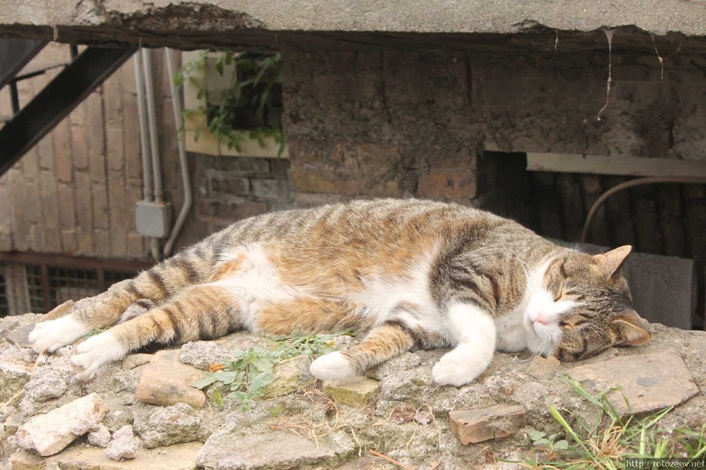 Рим, площадь Torre Argentina, коты