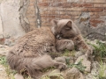 Рим, площадь Torre Argentina, коты