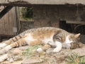 Рим, площадь Torre Argentina, коты