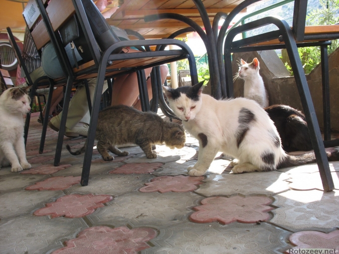 Коты в рыбном ресторане Балаклавы