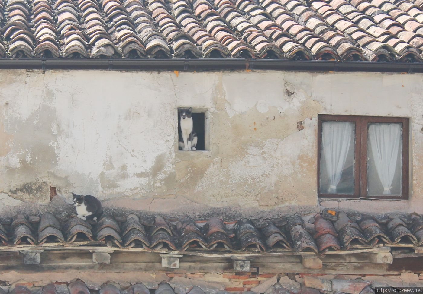 Бургос, Испания. Коты в домах.