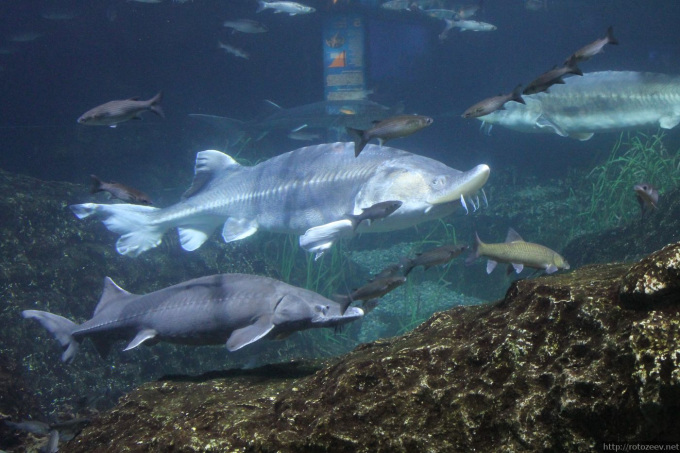barcelona_aquarium_01