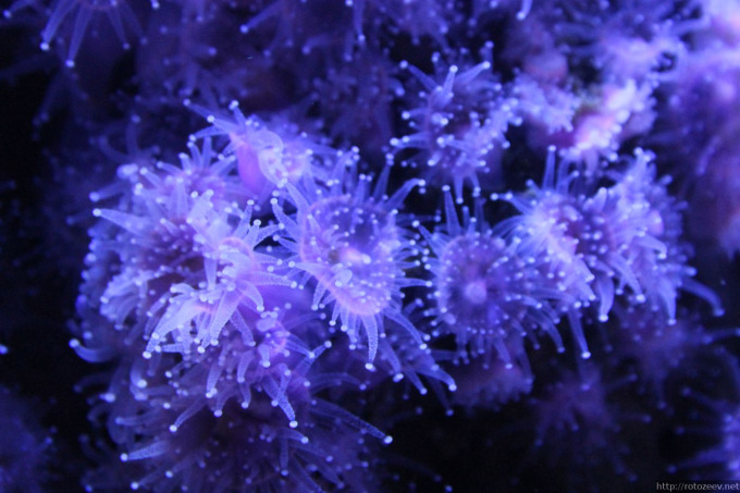 barcelona_aquarium_02