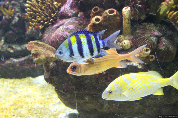 barcelona_aquarium_03