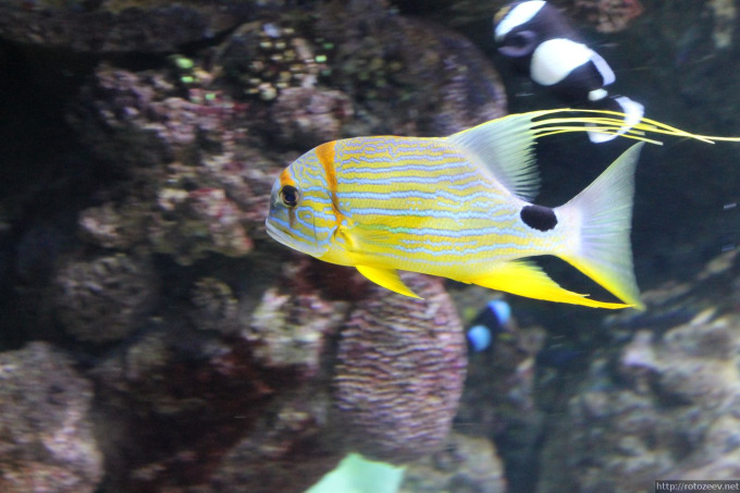 barcelona_aquarium_04