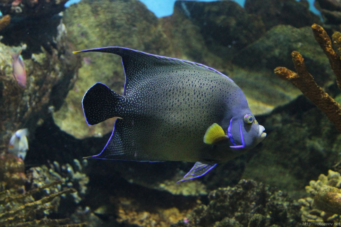 barcelona_aquarium_05