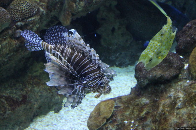 barcelona_aquarium_06