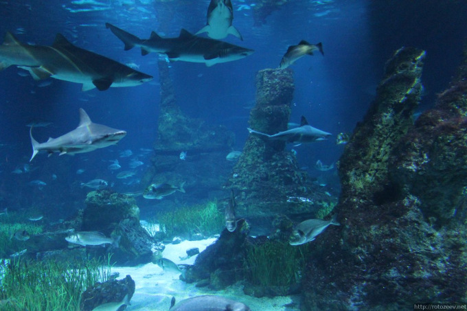 barcelona_aquarium_07