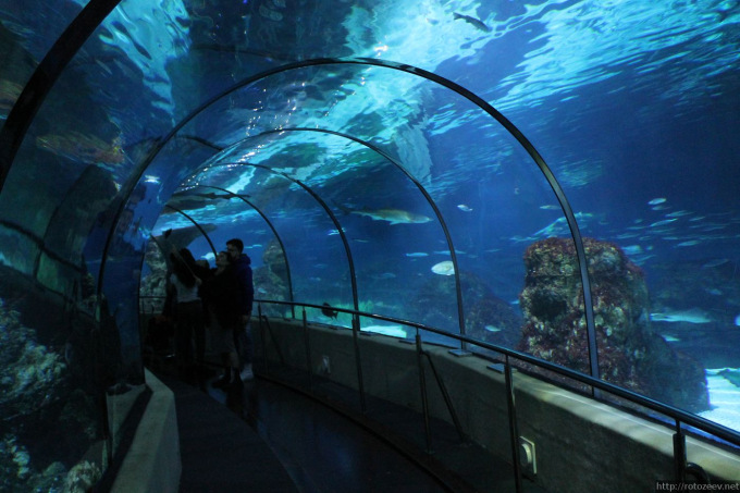 barcelona_aquarium_08