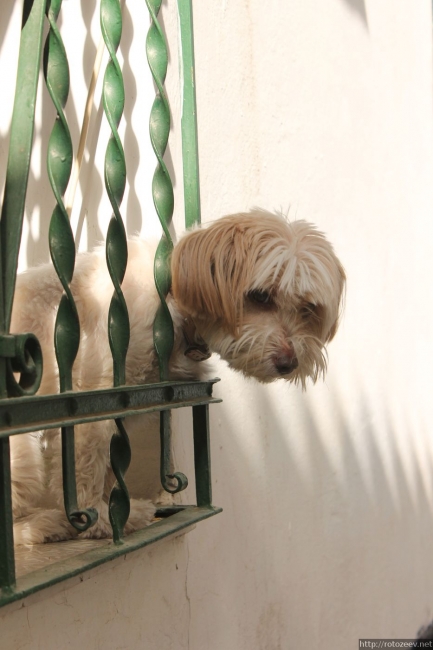 Грустная собачка в Гранаде