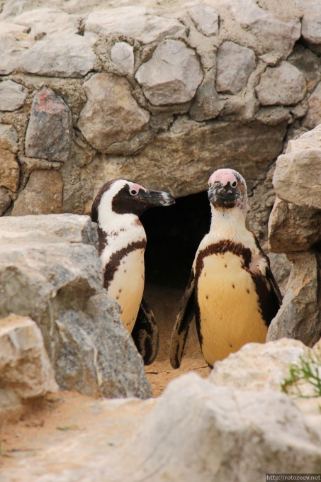 Сантандер - пингвины