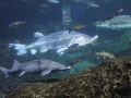 barcelona_aquarium_01