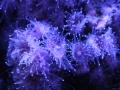 barcelona_aquarium_02