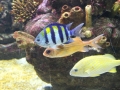 barcelona_aquarium_03
