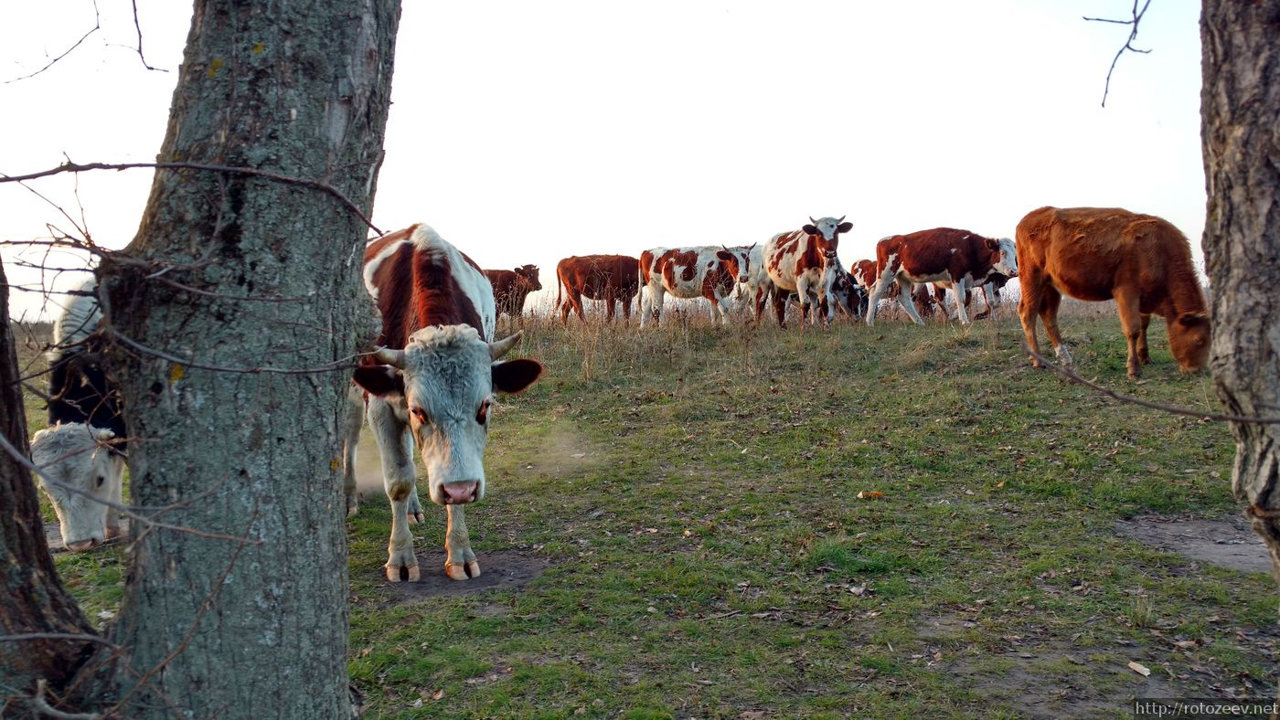 chuguev_figurovka_blog_rotozeev.net_02