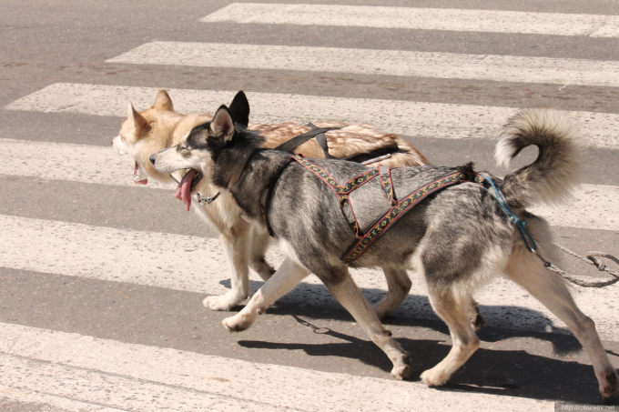 Харьковский Велодень 2014